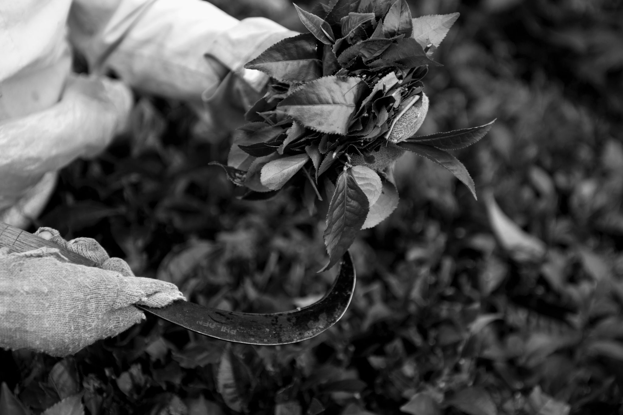 BW_M140828VN_Tea0532