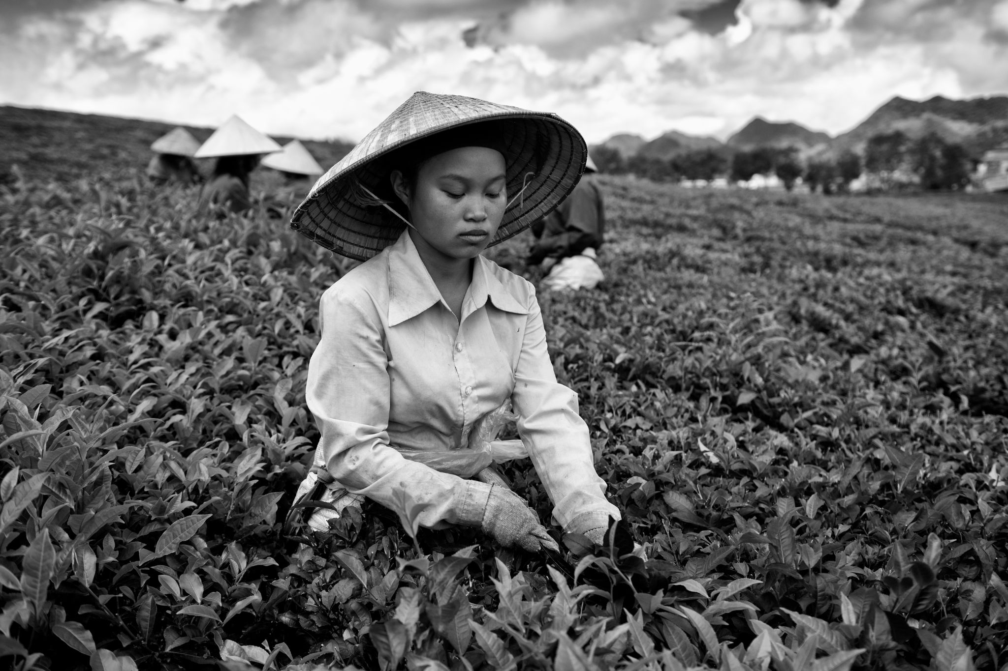 BW_M140828VN_Tea0555