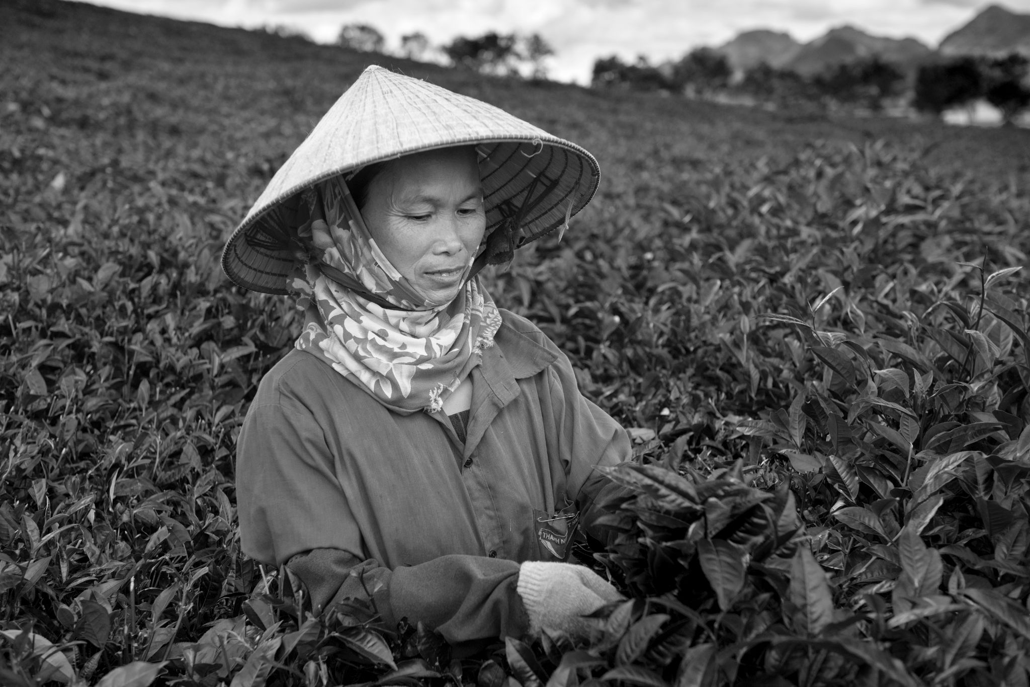 BW_M140828VN_Tea0871