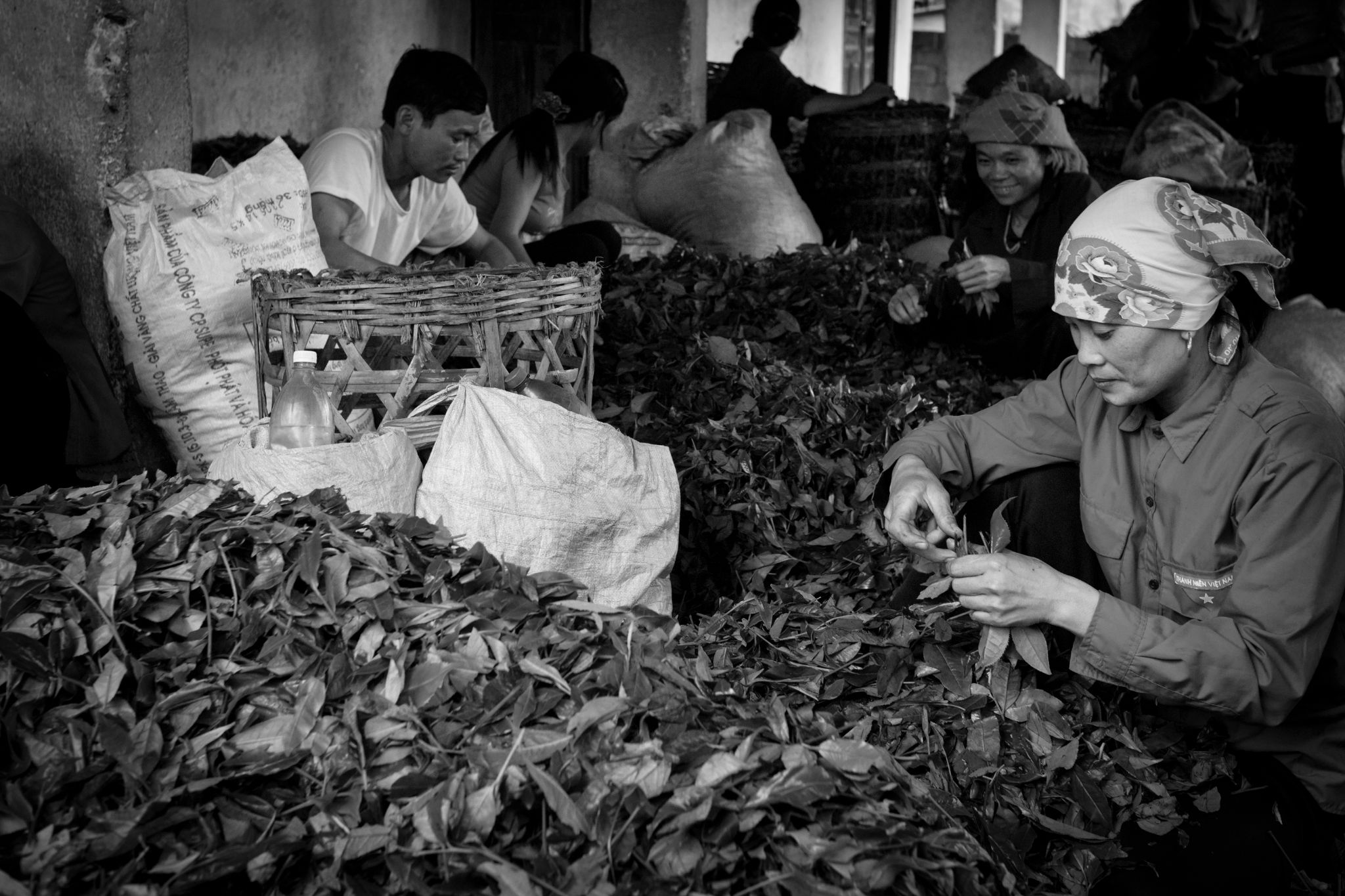 BW_M140828VN_Tea1046721