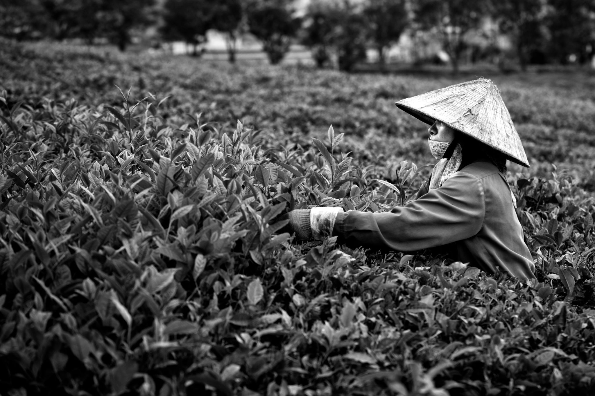 BW_M140828VN_Tea1047