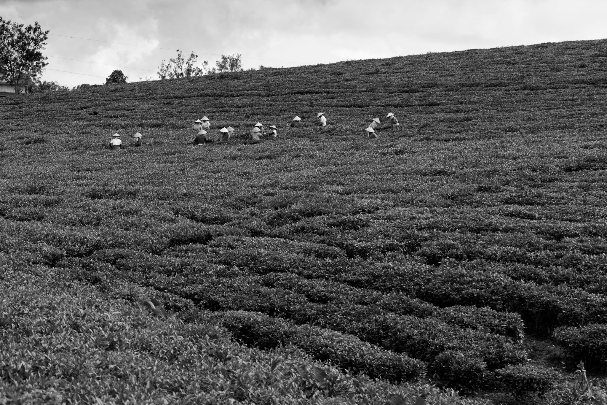 BW_M140828VN_Tea1475