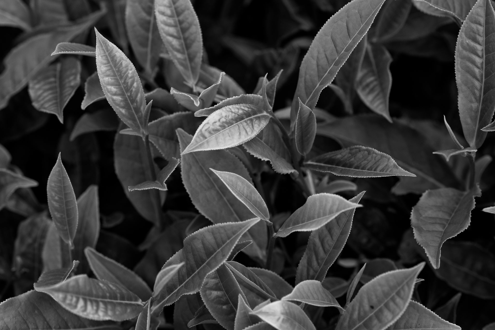 BW_M140828VN_Tea1485