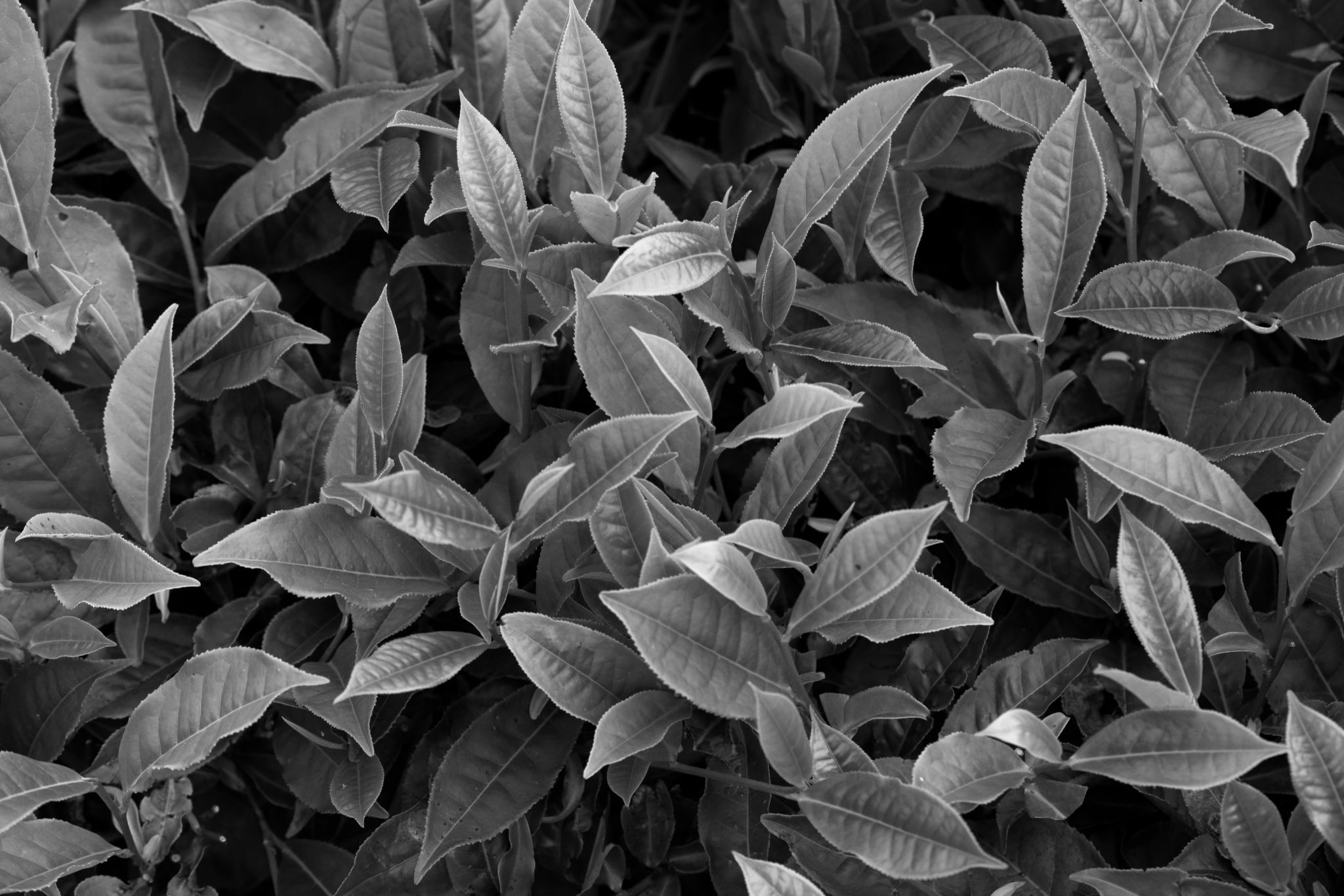 BW_M140828VN_Tea1488