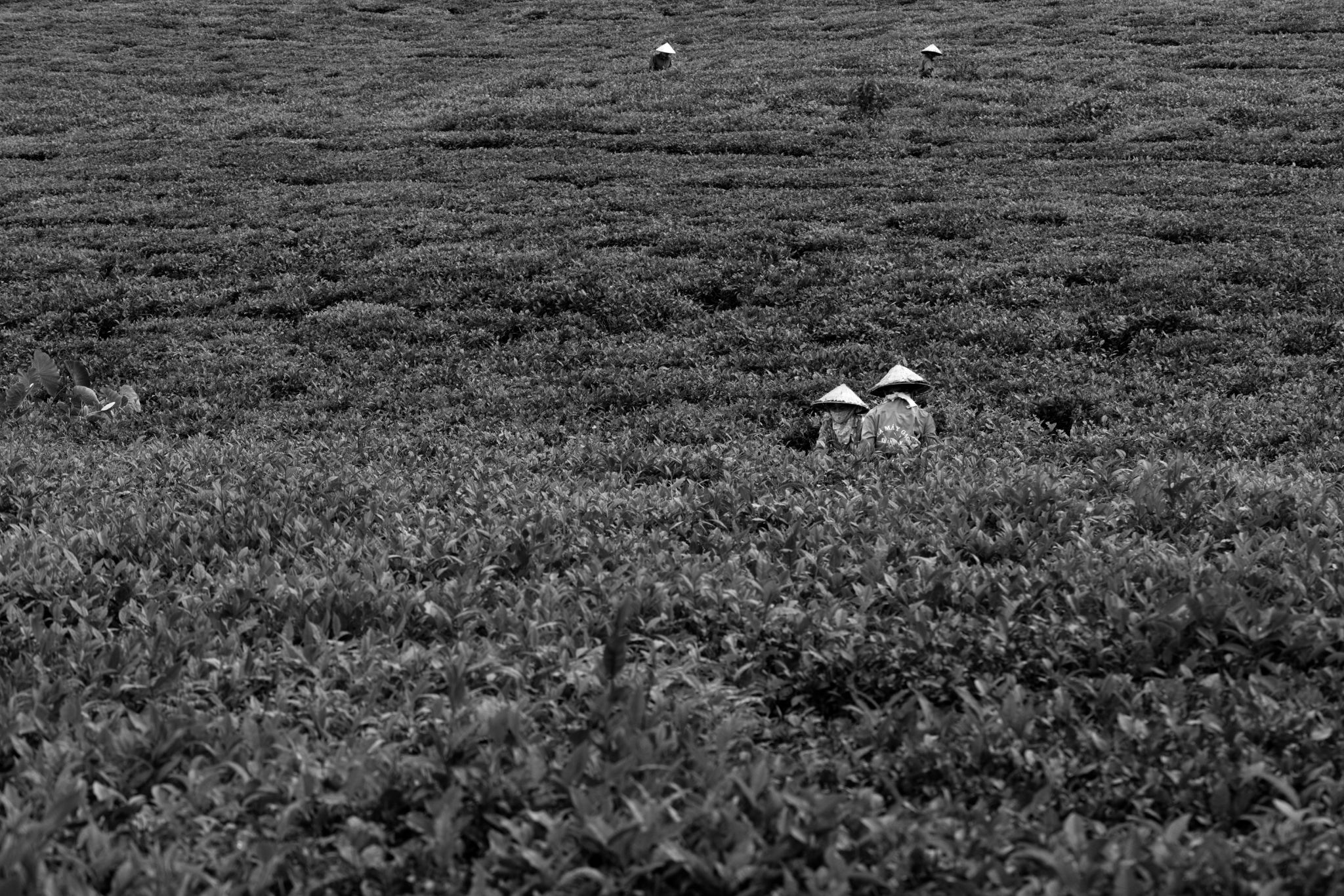 BW_M140828VN_Tea1503